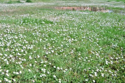 dettaglio del Parco Ombrone