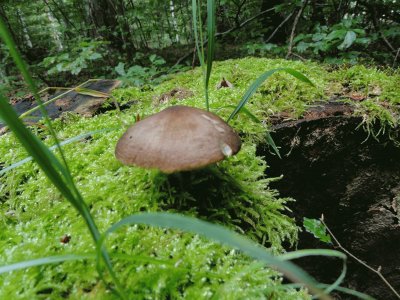 פאזל של champignon