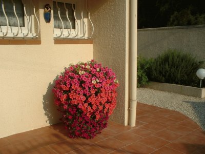 petunia jigsaw puzzle