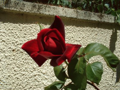 פאזל של rose