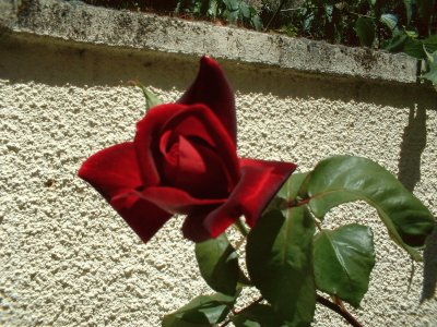 rose