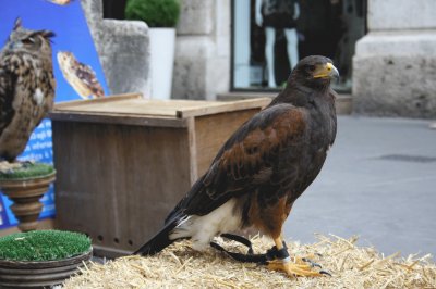 Festival del Medioevo ad Ascoli Piceno