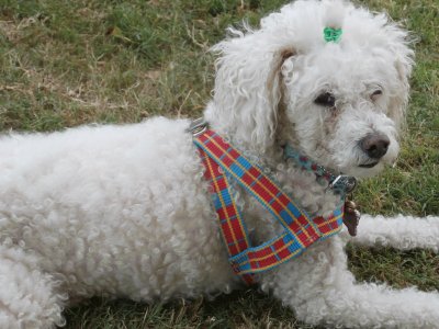 daisy jigsaw puzzle