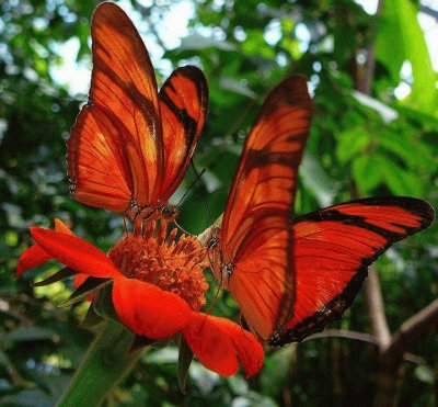 borboletas em flor