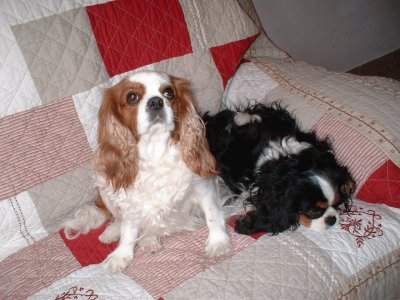 פאזל של cavalier king charles