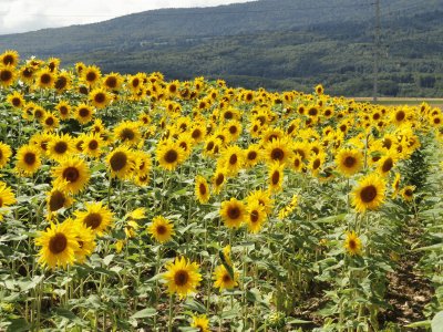 tournesols jigsaw puzzle