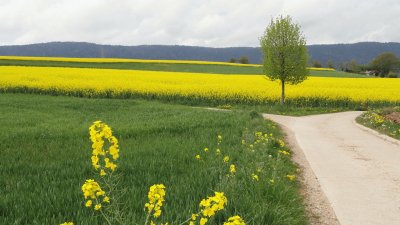 champs de colza