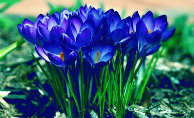 פאזל של flores azuis