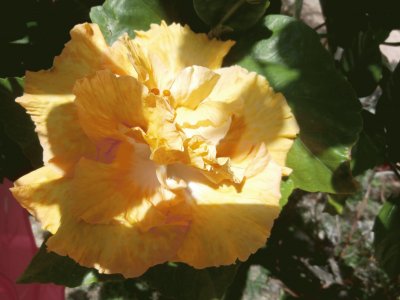 פאזל של HIBISCUS