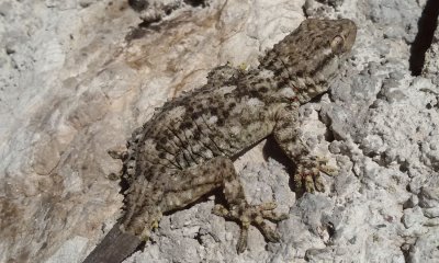 פאזל של tarentula mauritanica