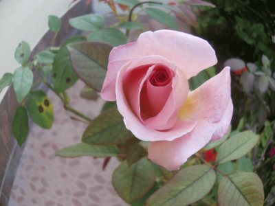 rosas color