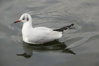 seagull on river