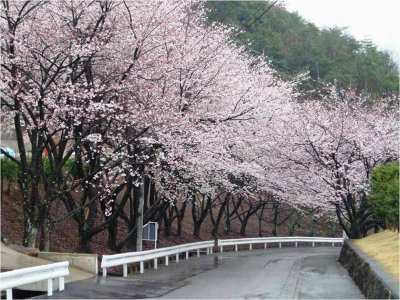 spring-82