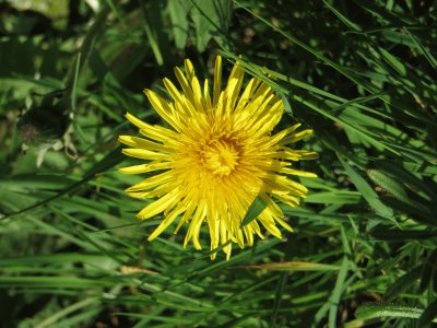 dandilion jigsaw puzzle