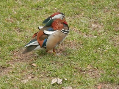 Mandarin (Maastricht-Nl.) jigsaw puzzle