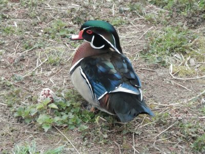 Nice bird (Maastricht-Nl.) jigsaw puzzle