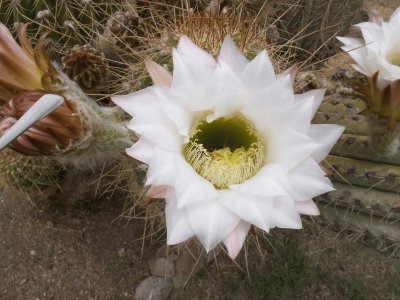 Flor de cÃ¡ctus