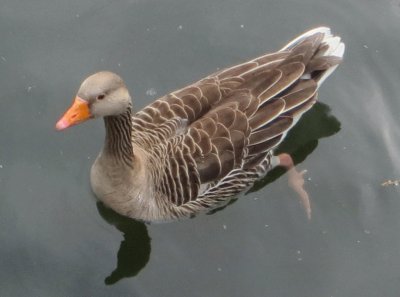 duck