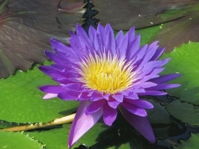 waterlilly jigsaw puzzle