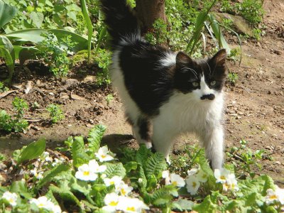 A cat I met in Turkey jigsaw puzzle