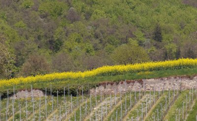 פאזל של vignes et colza