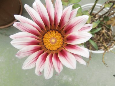 פאזל של GAZANIA