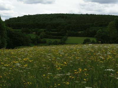 Prairie de fauche(Theux-East Belgium)