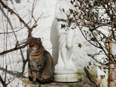 HAPPY CAT PLUM ' (Belgium) jigsaw puzzle