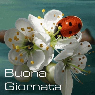 coccinella jigsaw puzzle