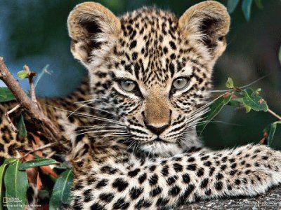 פאזל של little leopard