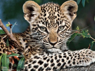 little leopard jigsaw puzzle