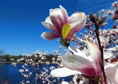 פאזל של flores