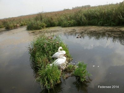 פאזל של Federsee