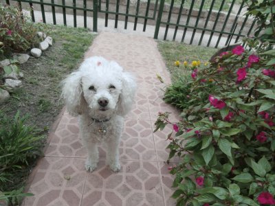 DAISY jigsaw puzzle