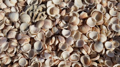 Shells Bay, Habonim beach, Israel jigsaw puzzle