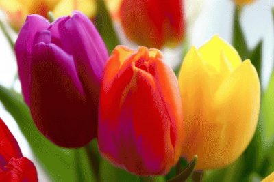 Tulips jigsaw puzzle