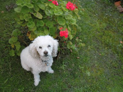 DAISY jigsaw puzzle