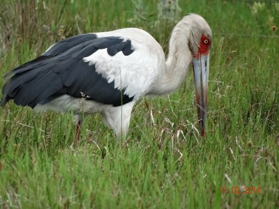 פאזל של pelicano
