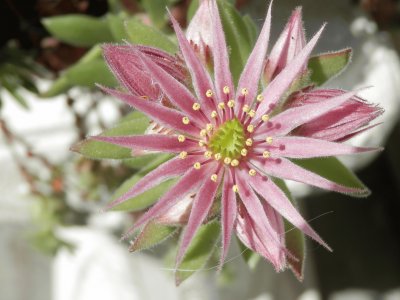 Fleur de Joubarbe (Verviers-Belgium)