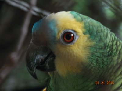 פאזל של papagaio