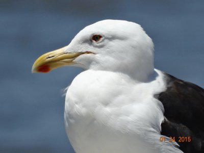 פאזל של gaivota