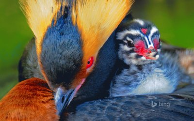 Horned Grebe carring its chick