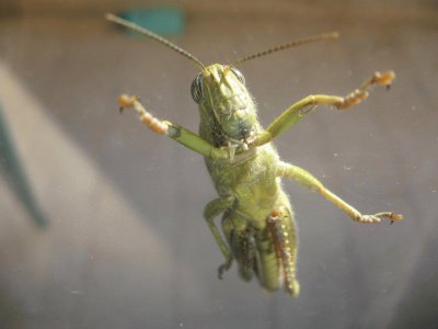 Un saltamontes visita mi ventana