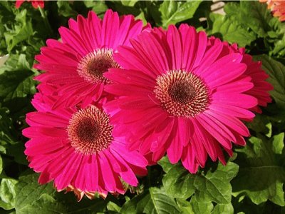 gerbera