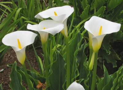 flores de calas