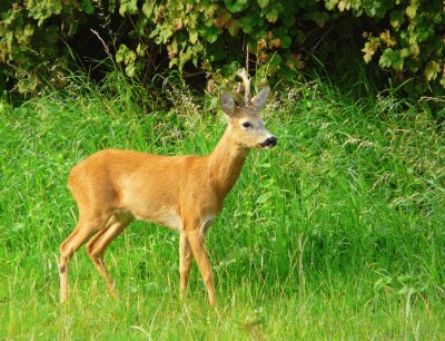 Chevreuil (East  Belgium)