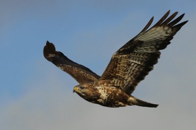 Buse variable (East Belgium)