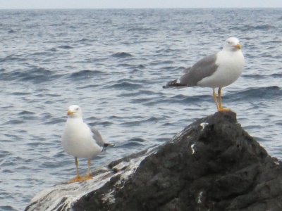 Me encontrÃ© estas gaviotas