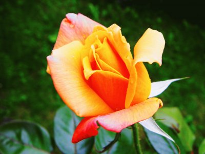 rose orange