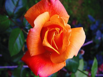 rose orange